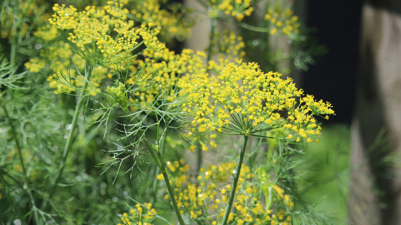 Dill plants blooming in a garden