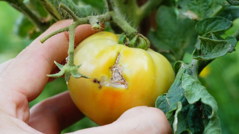 Hand holding tomato on vine with insect damage