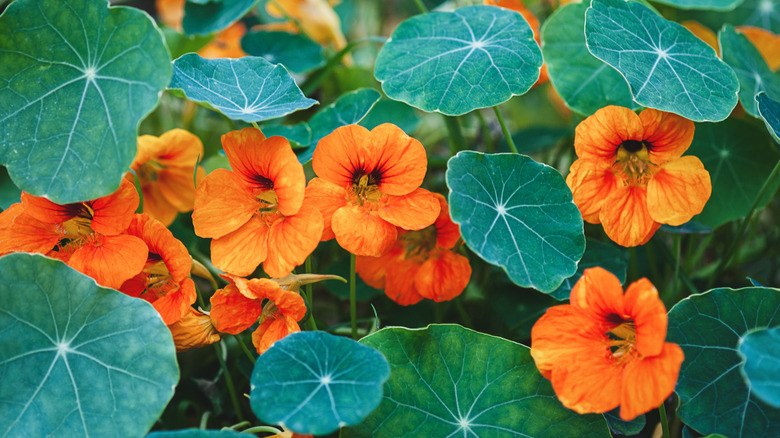 Orange nasturtiums blooming