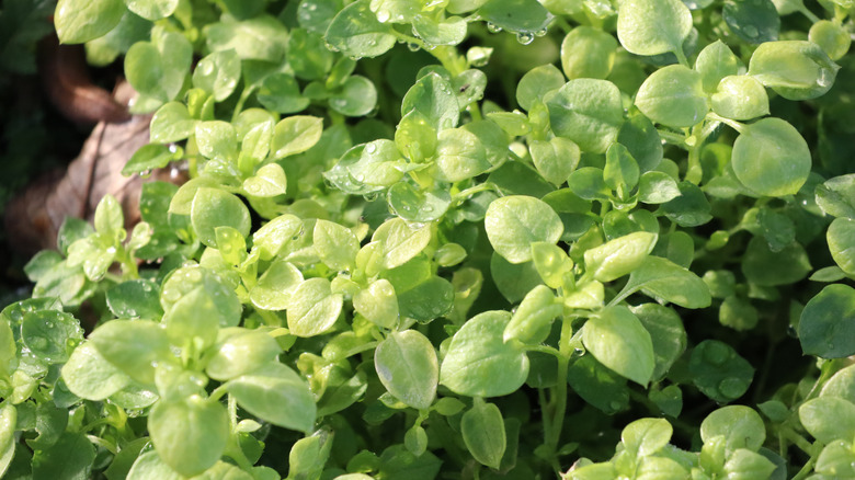 Oregano in garden