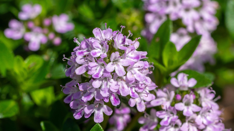 Summer savory herb in bloom