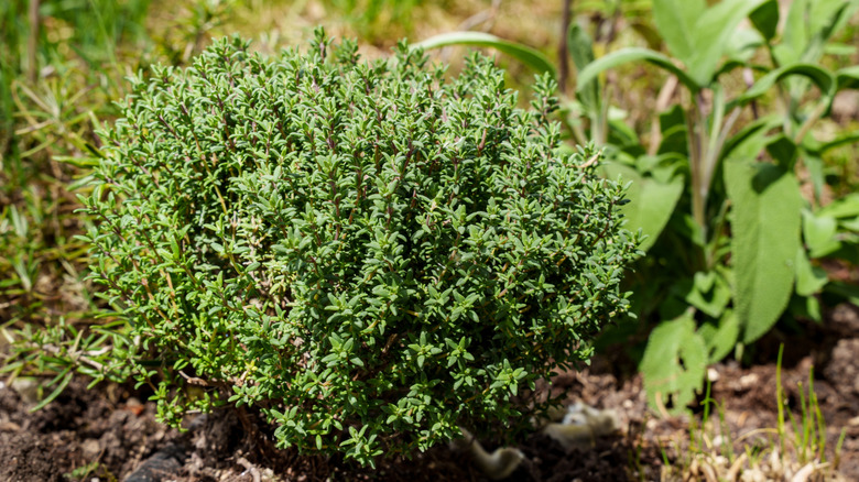 Thyme plant in a garden