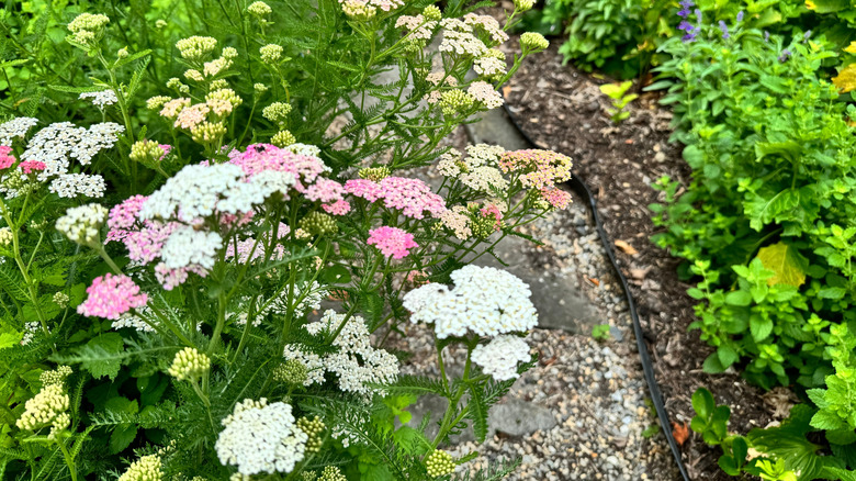 Yarrow in a herb garden