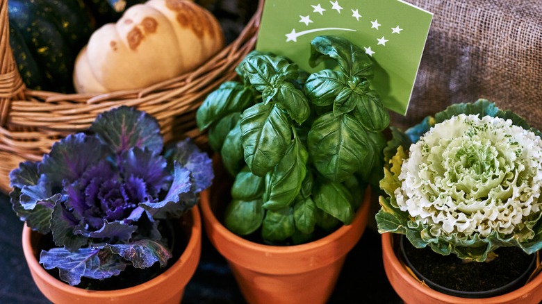 vegetables in pots