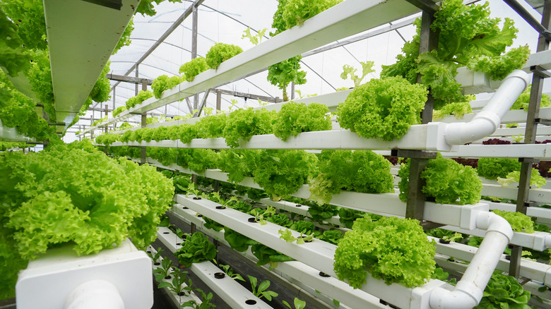Vegetables growing in aquaponic farm