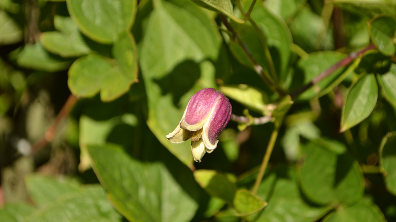 vasevine flower in the sun