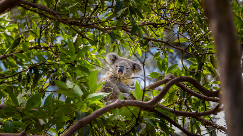 A koala in a eucalyptus tree