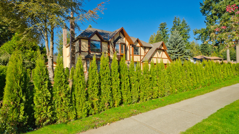 house with evergreen tree fence