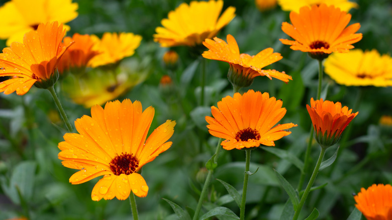 Calendula with water on the petals