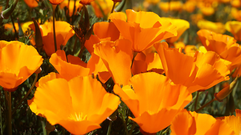 California Poppy lining a garden