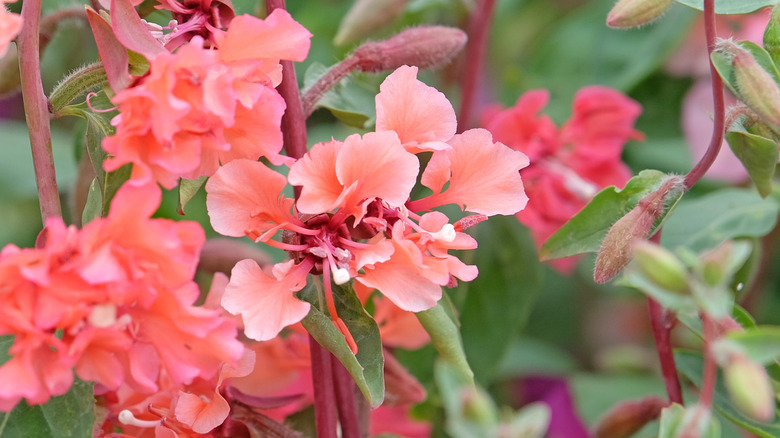 Clarkia with bright pink petals