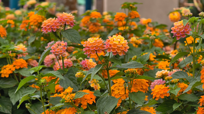 Common lantana with orange blooms