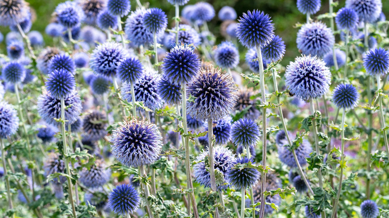 Globe Thistles in a field