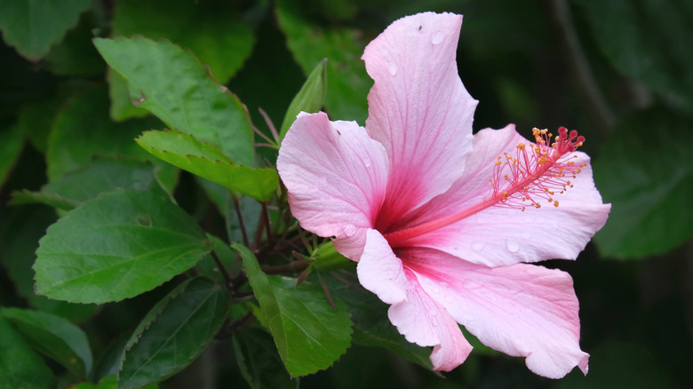 Hardy Hibiscus with water droplets on pink petals