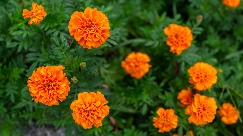 Marigolds in a garden