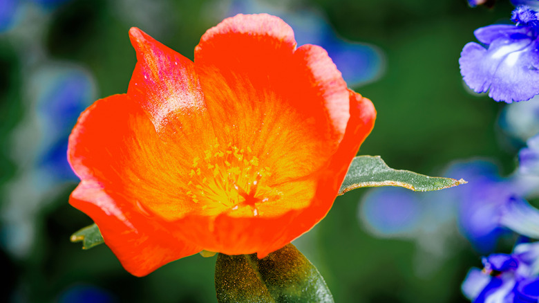 Moss Rose with bright orange petals