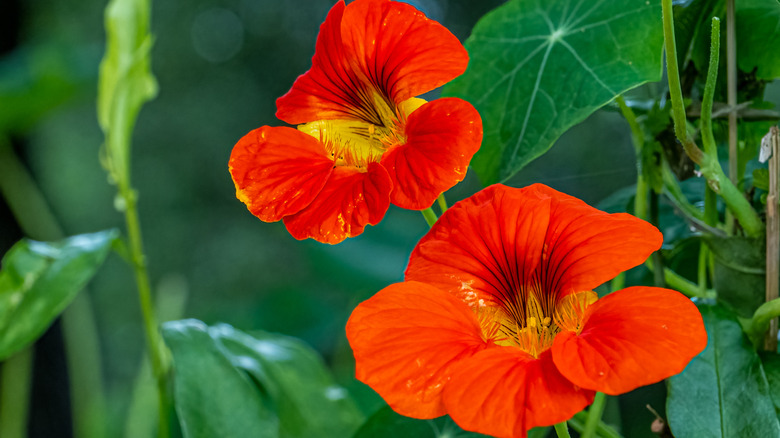 Nasturtiums in a garden