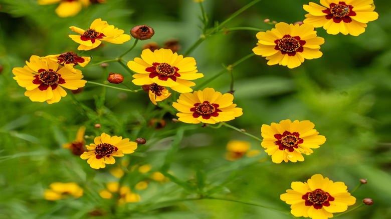 Plains Coreopsis in a garden