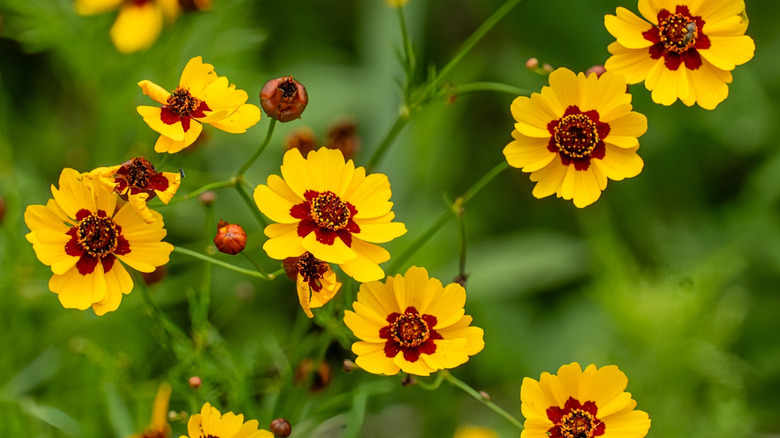 Plains Coreopsis in a garden