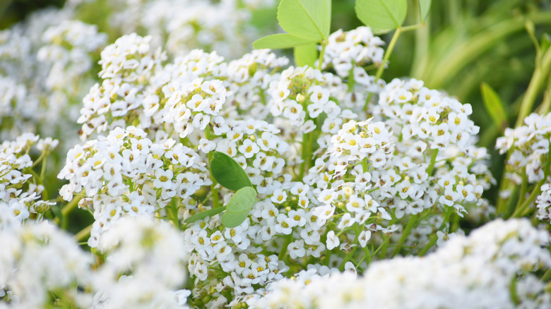 Sweet Alyssum on a sunny day
