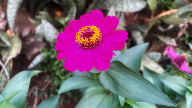 Zinnias planted in a garden