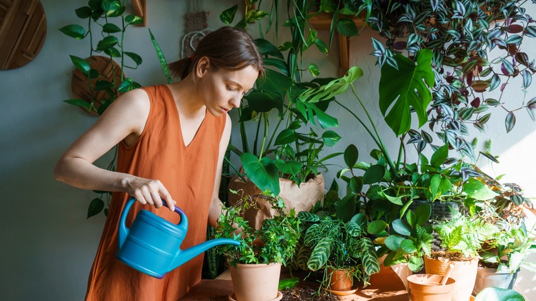 Person with many house plants