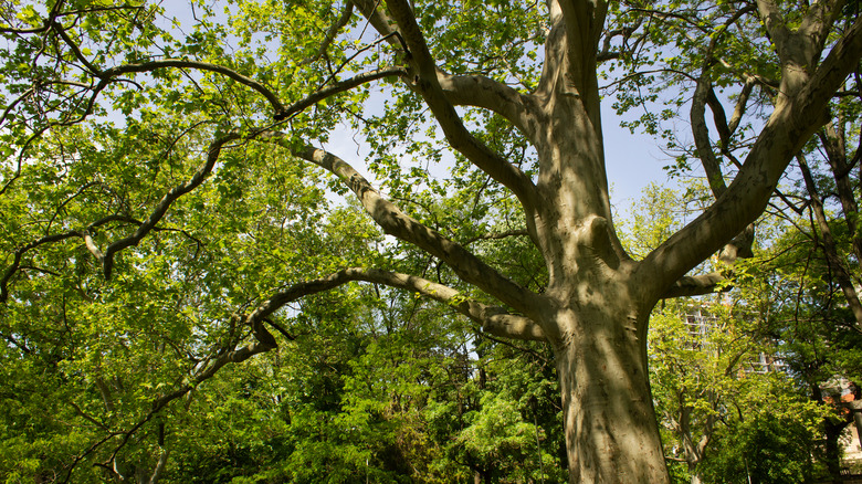 A mature American sycamore tree growing in a yard.