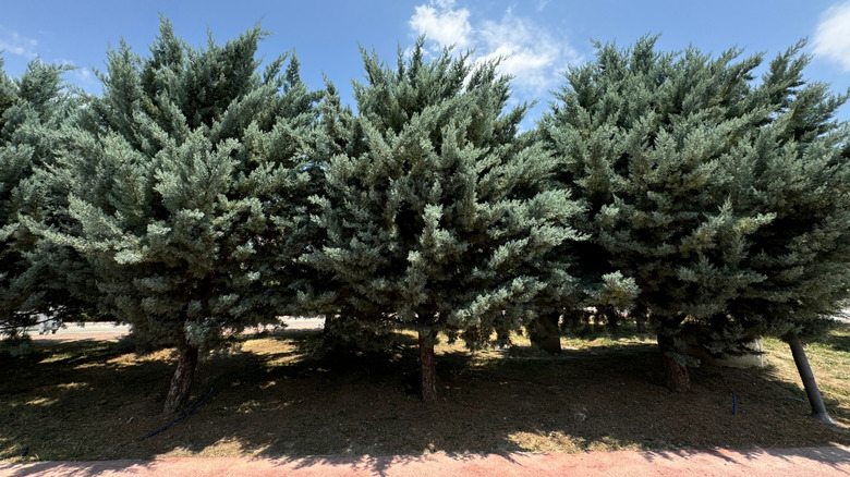 Arizona cypresses grown as a privacy screen.