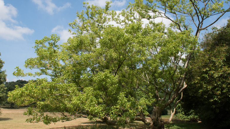 A mature box elder tree with summer foliage.