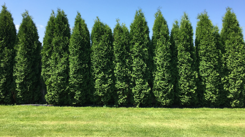 A row of green giant arborvitae trees planted as a screen