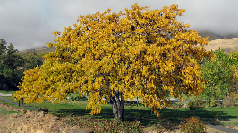 A honey locust tree with golden foliage.