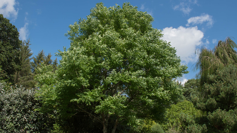 A mature Kentucky coffee tree in the summer.