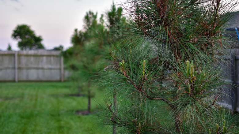 Young loblolly pines in a backyard.