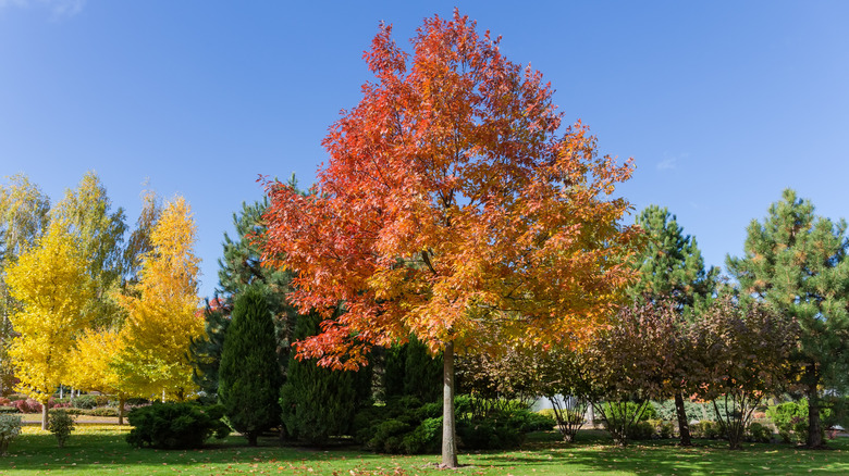 A northern red oak tree in autumn.