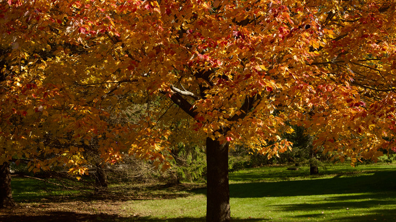 A red maple tree with golden fall foliage.