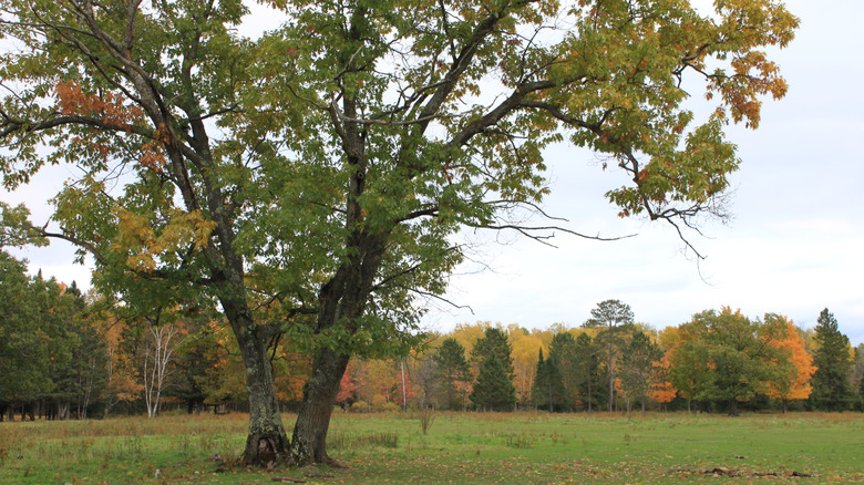 A silver maple tree with leaves just starting to change color in the fall.