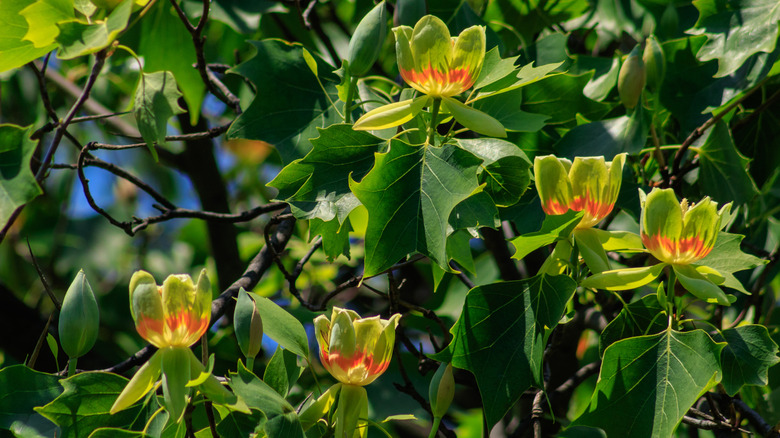 A tulip poplar with its showy flowers in bloom.