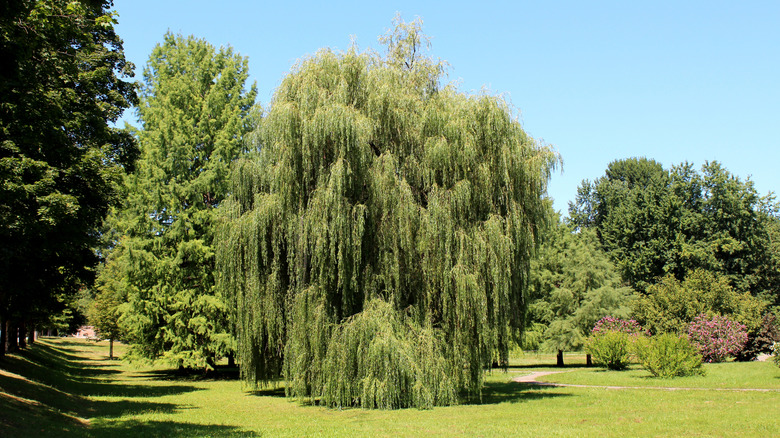 A large weeping willow tree in an expansive backyard.