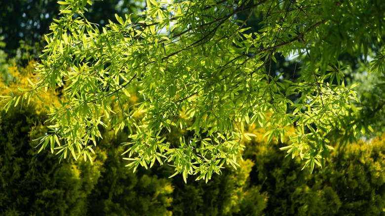 The branches and leaves of a willow oak tree