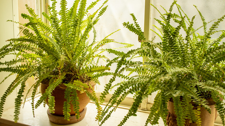 Two ferns near a window