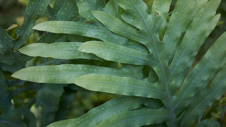 Kangaroo fern leaves up close