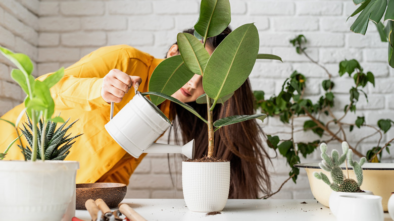 Person transplanting a ficus plant