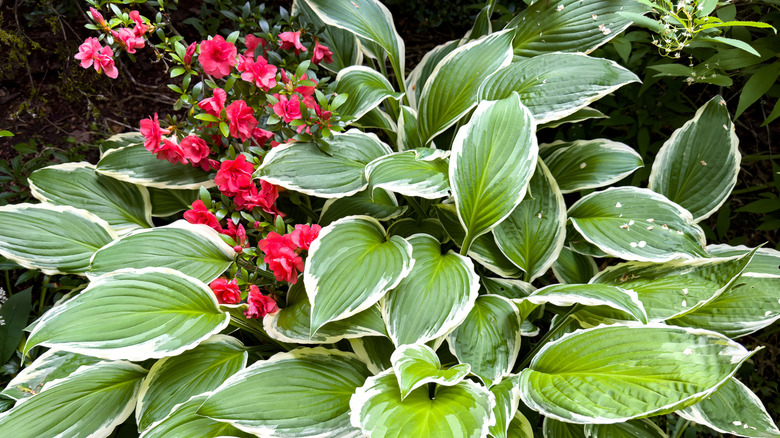 azaleas and hostas in garden