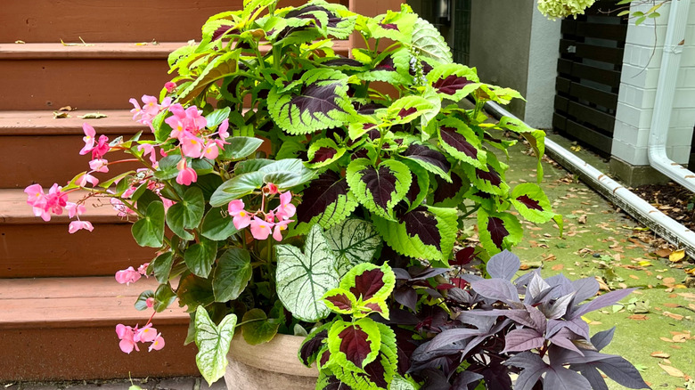 pot with plants and flowers