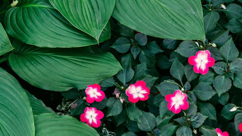 hosta and rose balsam in garden