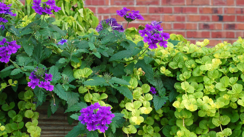 Clump verbena and creeping Jenny