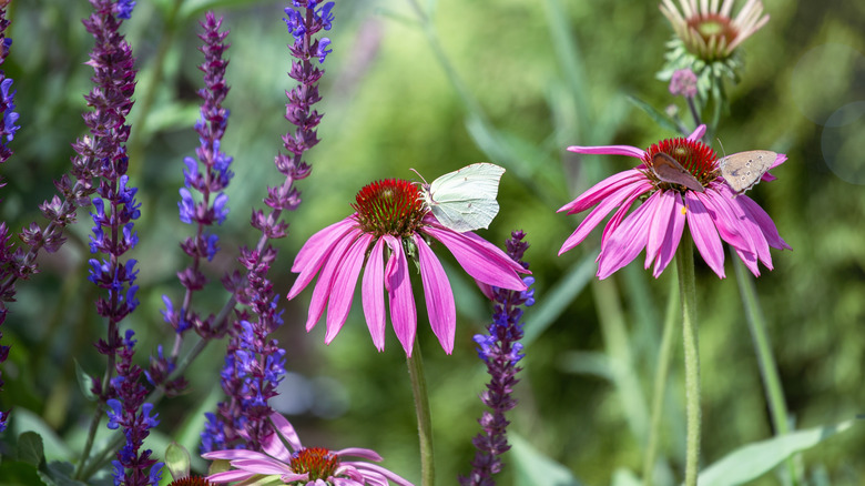 closeup of coneflower and sage