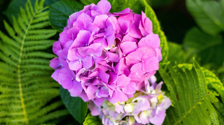 closeup of hydrangea and fern