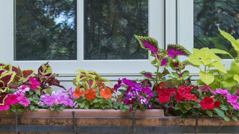 impatiens and coleus window planter