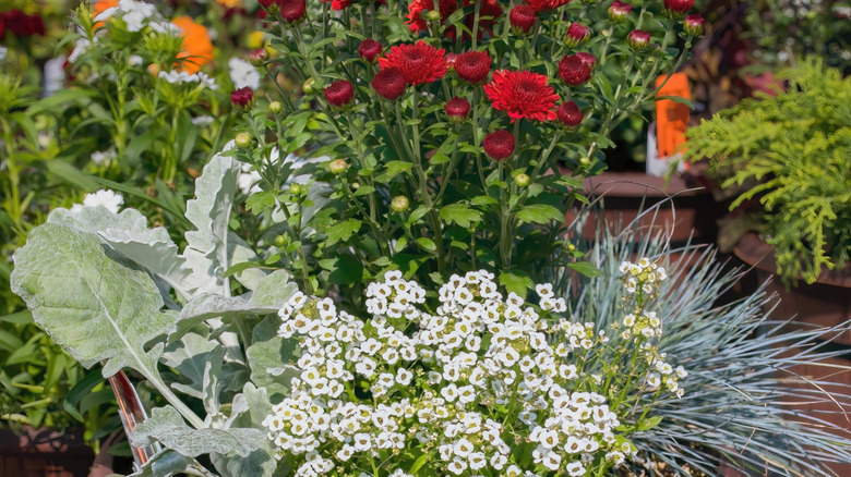 mixed plant and flower container